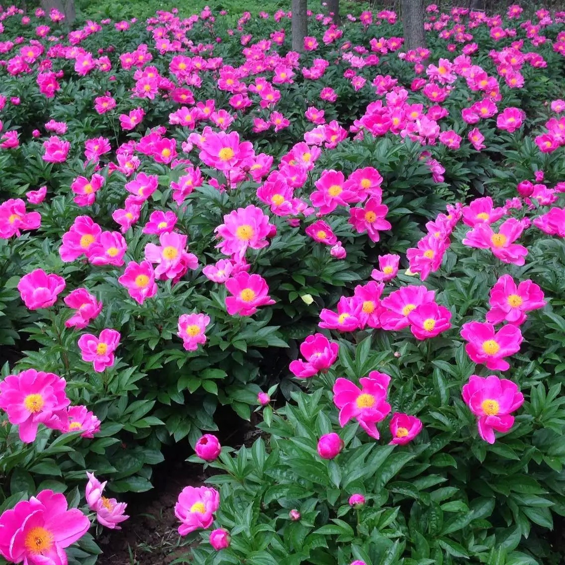 赤芍種子圖片/赤芍種子樣板圖 (1)