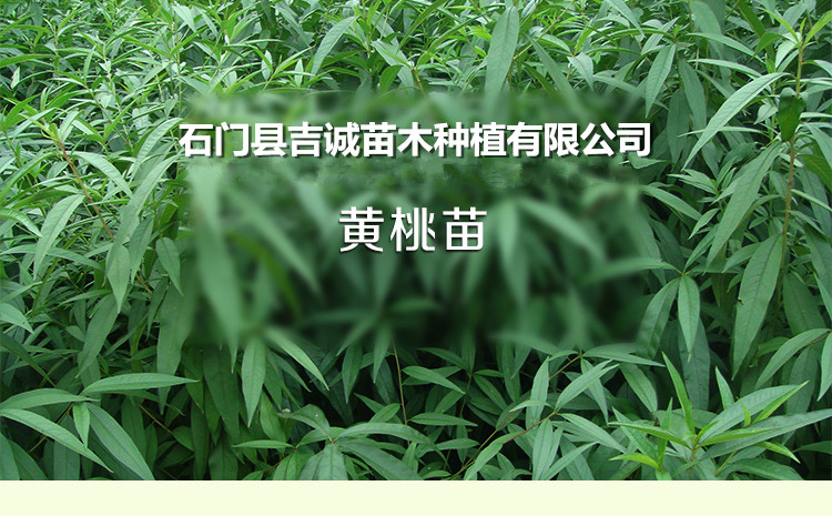 供应用于种植的锦绣黄桃苗 品种纯正 品质优良