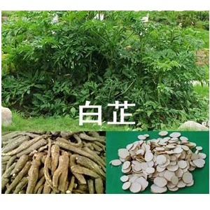 白芷種子圖片/白芷種子樣板圖 (2)