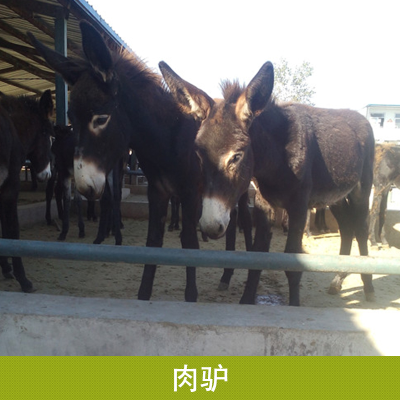 德州驢養(yǎng)殖場圖片/德州驢養(yǎng)殖場樣板圖 (1)