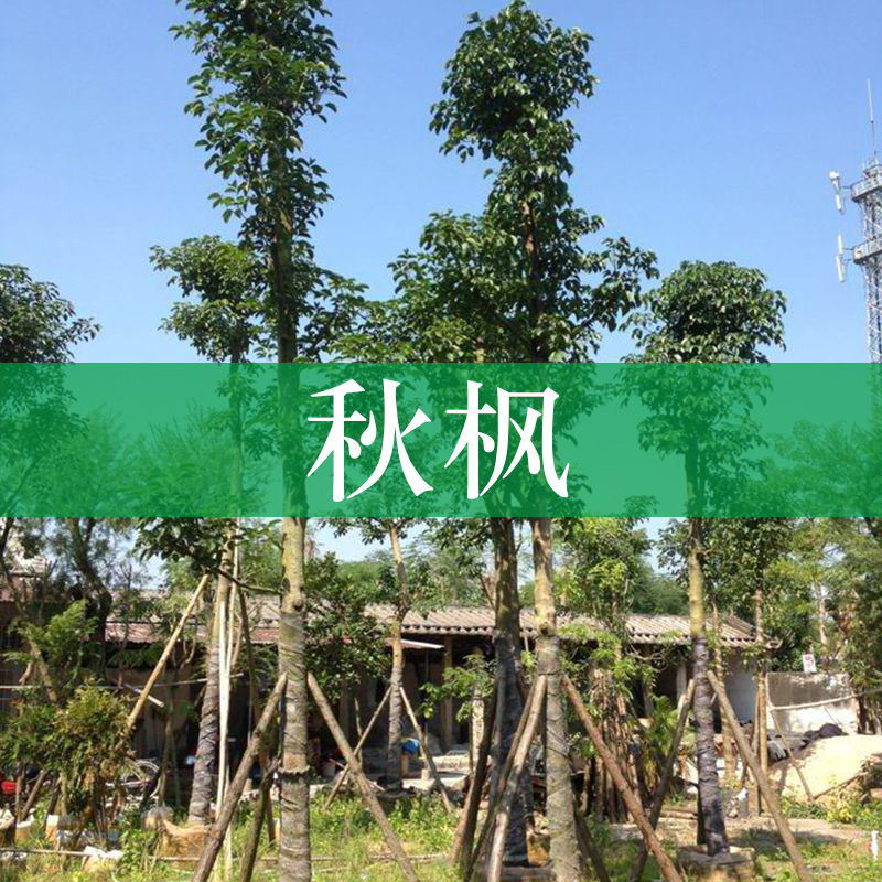 楓樹苗圖片/楓樹苗樣板圖 (1)