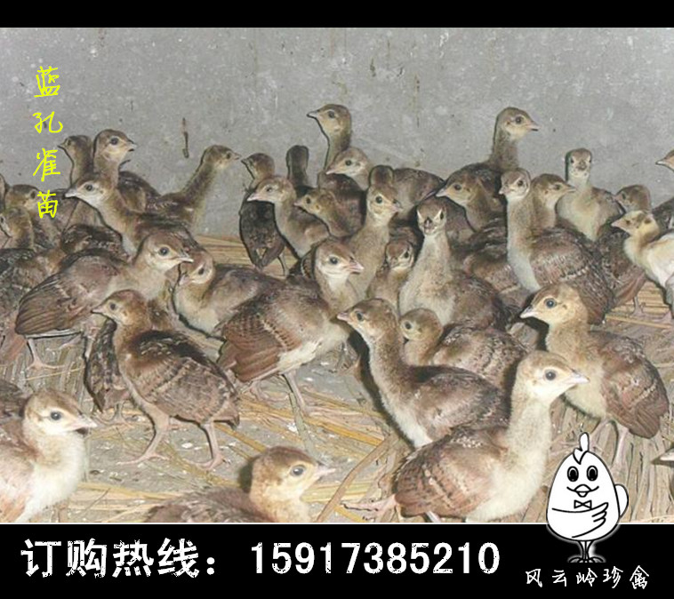 綠殼蛋雞苗圖片/綠殼蛋雞苗樣板圖 (4)