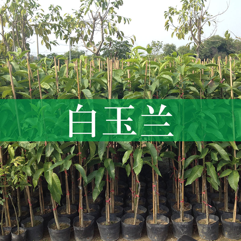 白玉蘭樹圖片/白玉蘭樹樣板圖 (3)