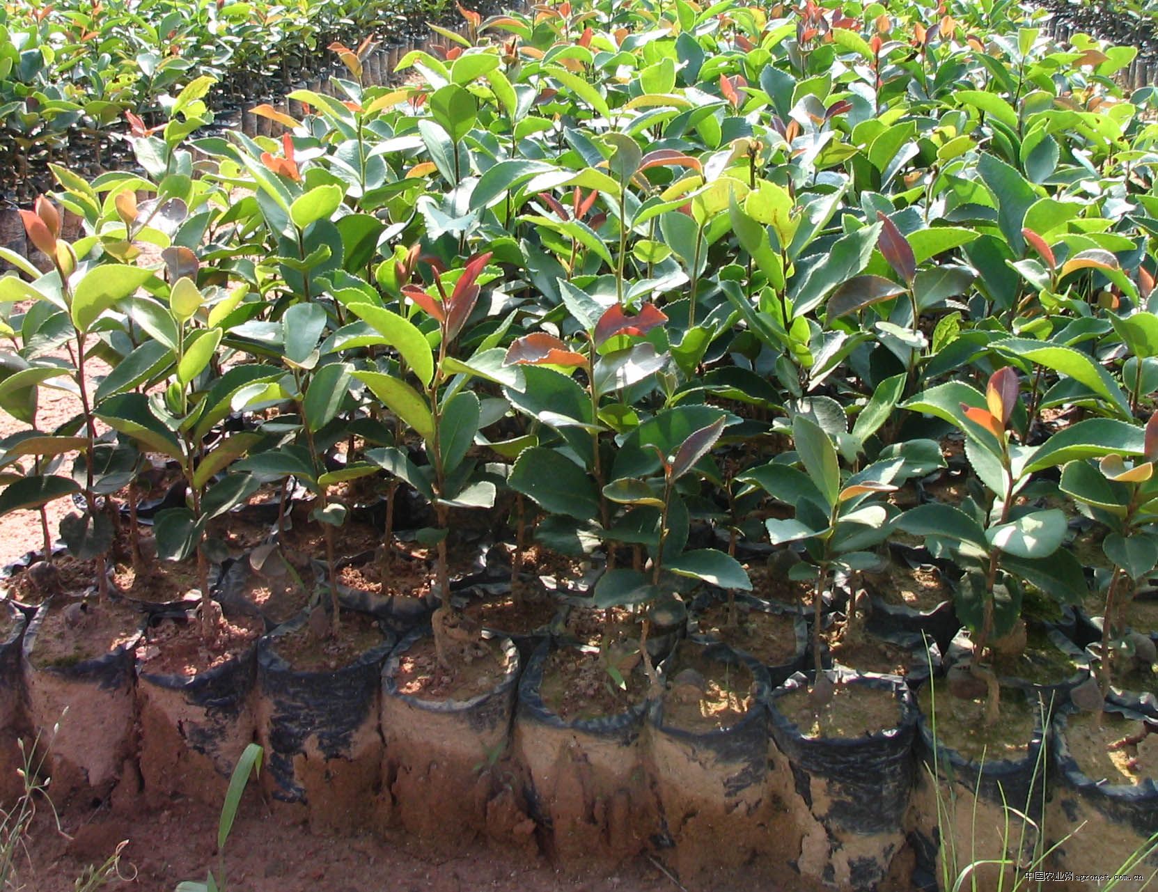 茶樹苗圖片/茶樹苗樣板圖 (4)