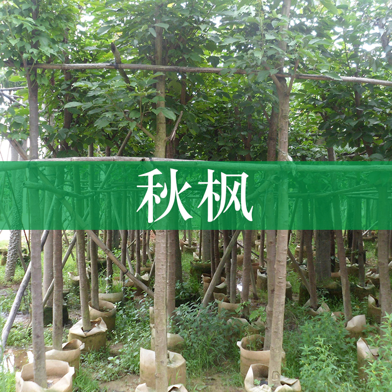 楓樹苗圖片/楓樹苗樣板圖 (2)
