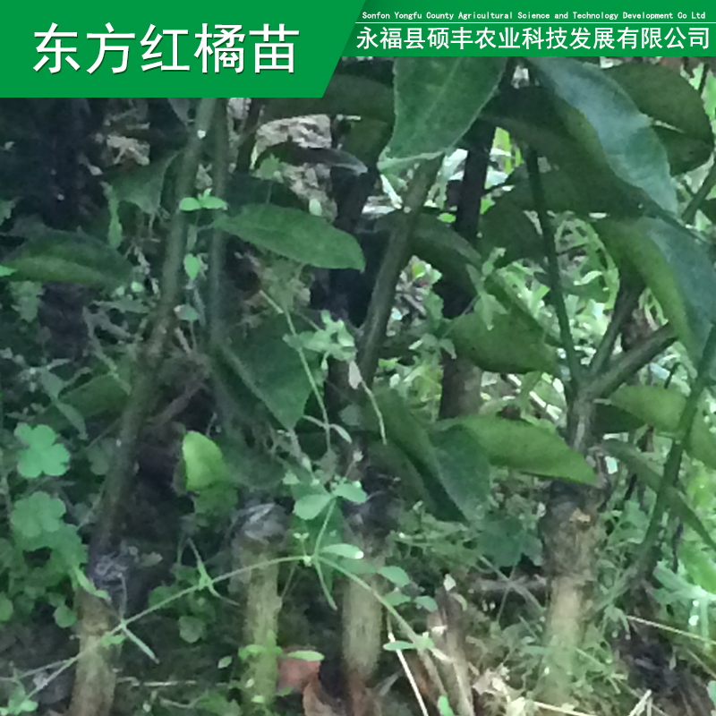 廣西砂糖橘果苗 桂林紅橘苗東方圖片/廣西砂糖橘果苗 桂林紅橘苗東方樣板圖 (4)