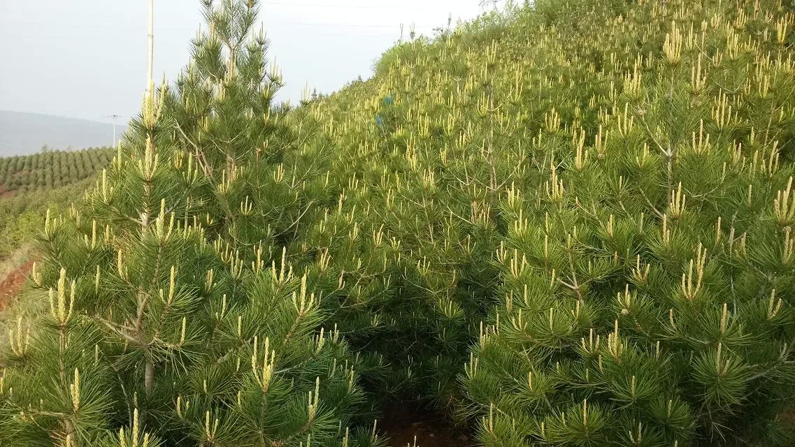 供應西安白皮松批發(fā) 白皮松大樹 白皮松苗種植