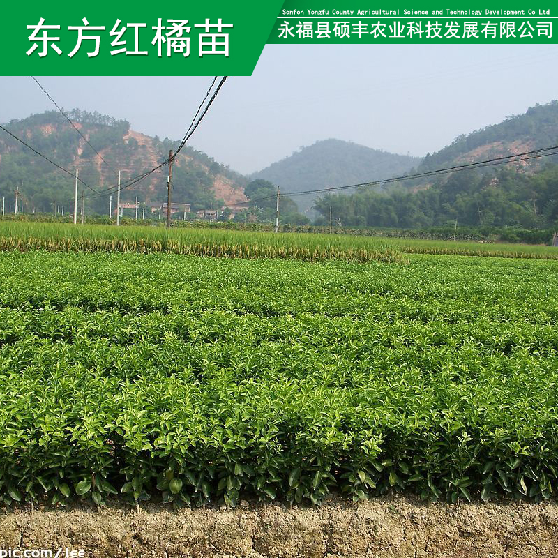 廣西砂糖橘果苗 桂林紅橘苗東方圖片/廣西砂糖橘果苗 桂林紅橘苗東方樣板圖 (1)
