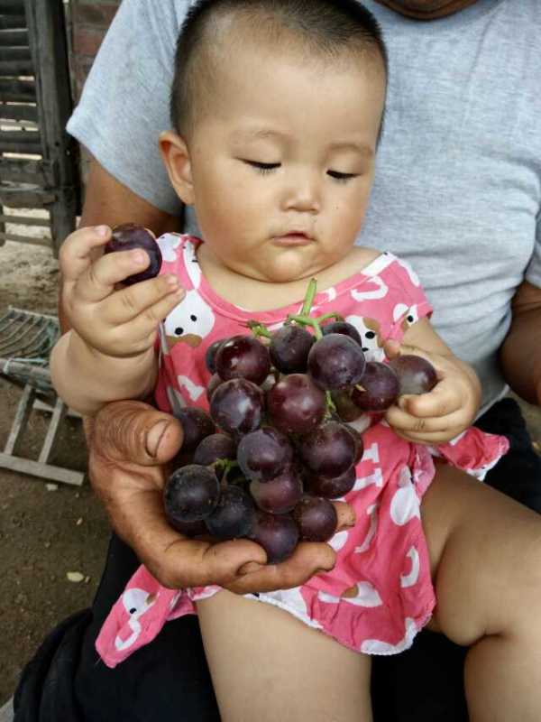 山東大棚葡萄種植技術(shù)號碼圖片