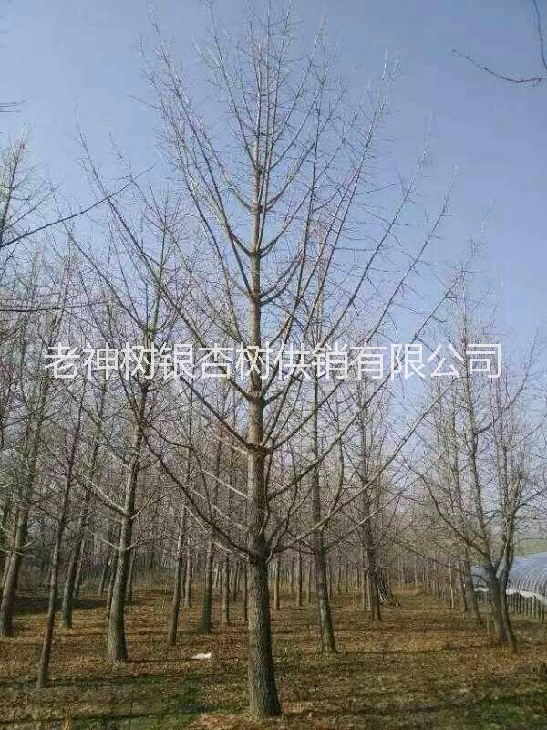 精品銀杏樹圖片/精品銀杏樹樣板圖 (3)