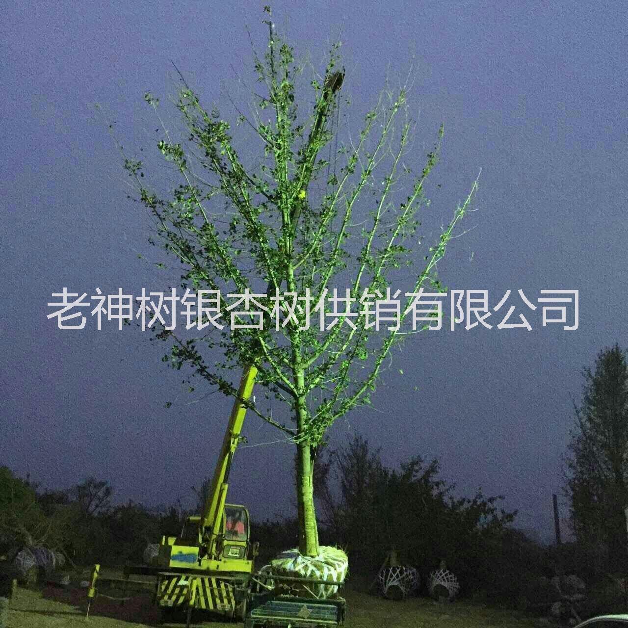 供應(yīng)*銀杏樹(shù)