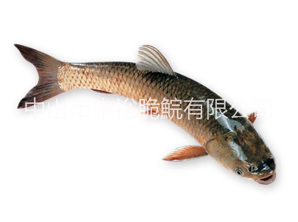 供應(yīng)用于食用的供應(yīng)優(yōu)質(zhì)中山脆肉皖東升脆肉鯇批發(fā)，中國*脆肉鯇養(yǎng)殖廠家，中山哪里脆肉鯇*？