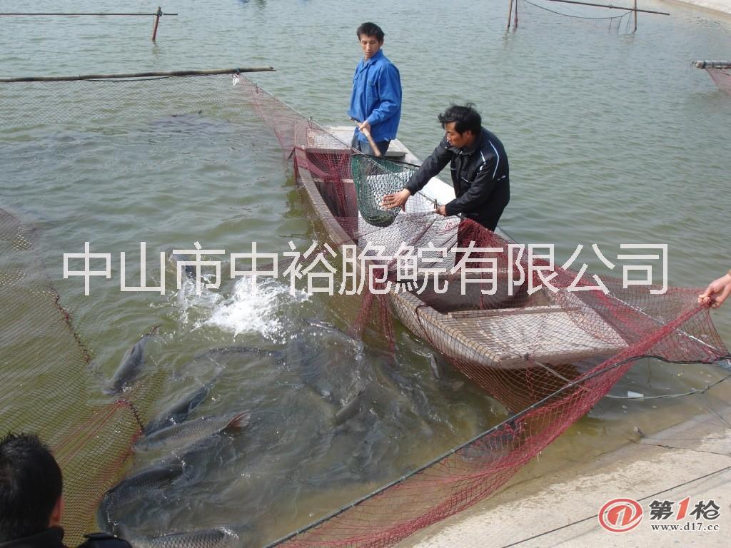 供應(yīng)優(yōu)質(zhì)中山脆肉皖東升脆肉鯇批發(fā)圖片/供應(yīng)優(yōu)質(zhì)中山脆肉皖東升脆肉鯇批發(fā)樣板圖 (2)