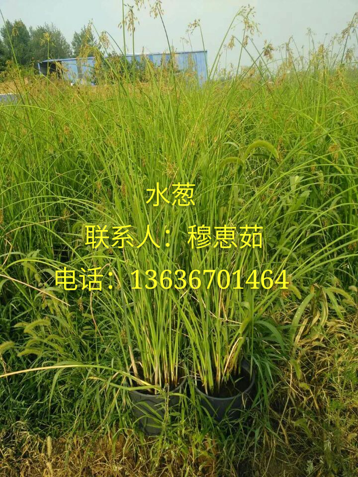 水草圖片/水草樣板圖 (4)