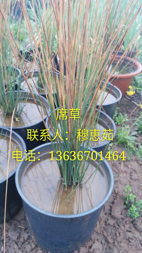 水草圖片/水草樣板圖 (3)