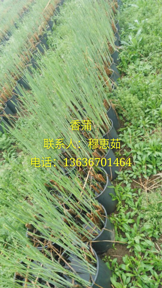 石菖蒲圖片/石菖蒲樣板圖 (1)