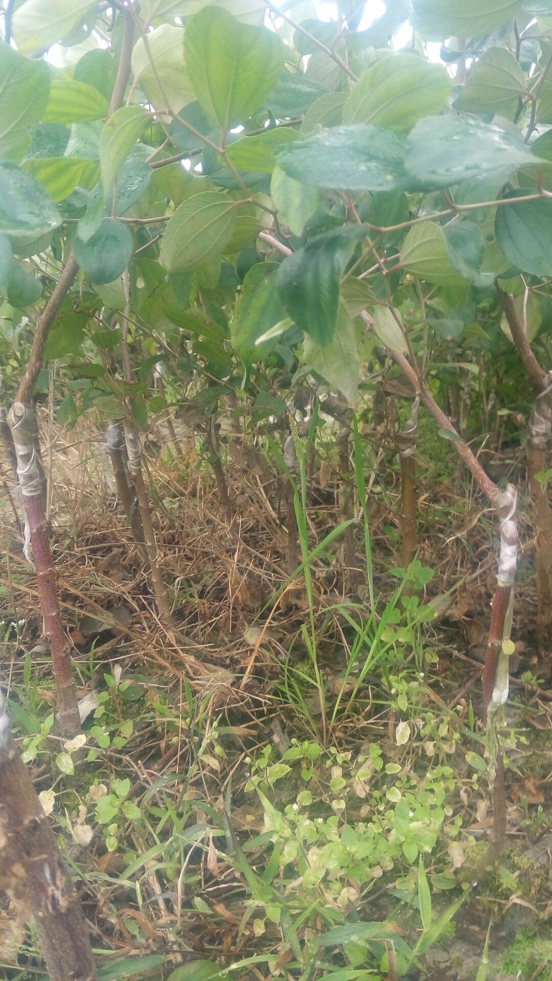 高產(chǎn)蜜絲棗苗價(jià)格 1.5公分金絲棗樹 臺灣蜜絲棗苗價(jià)格