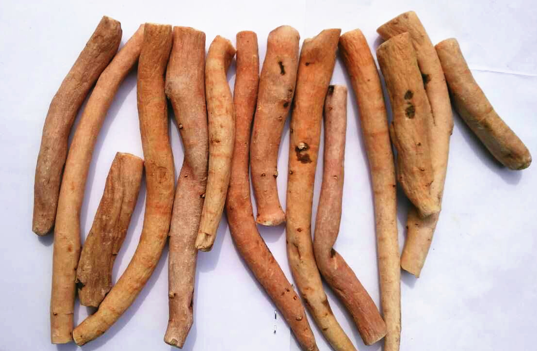 白芍圖片/白芍樣板圖 (1)