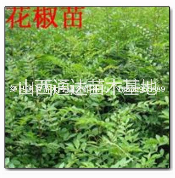 公分香花槐圖片/公分香花槐樣板圖 (4)