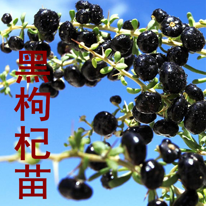 大量銷售黑枸杞苗