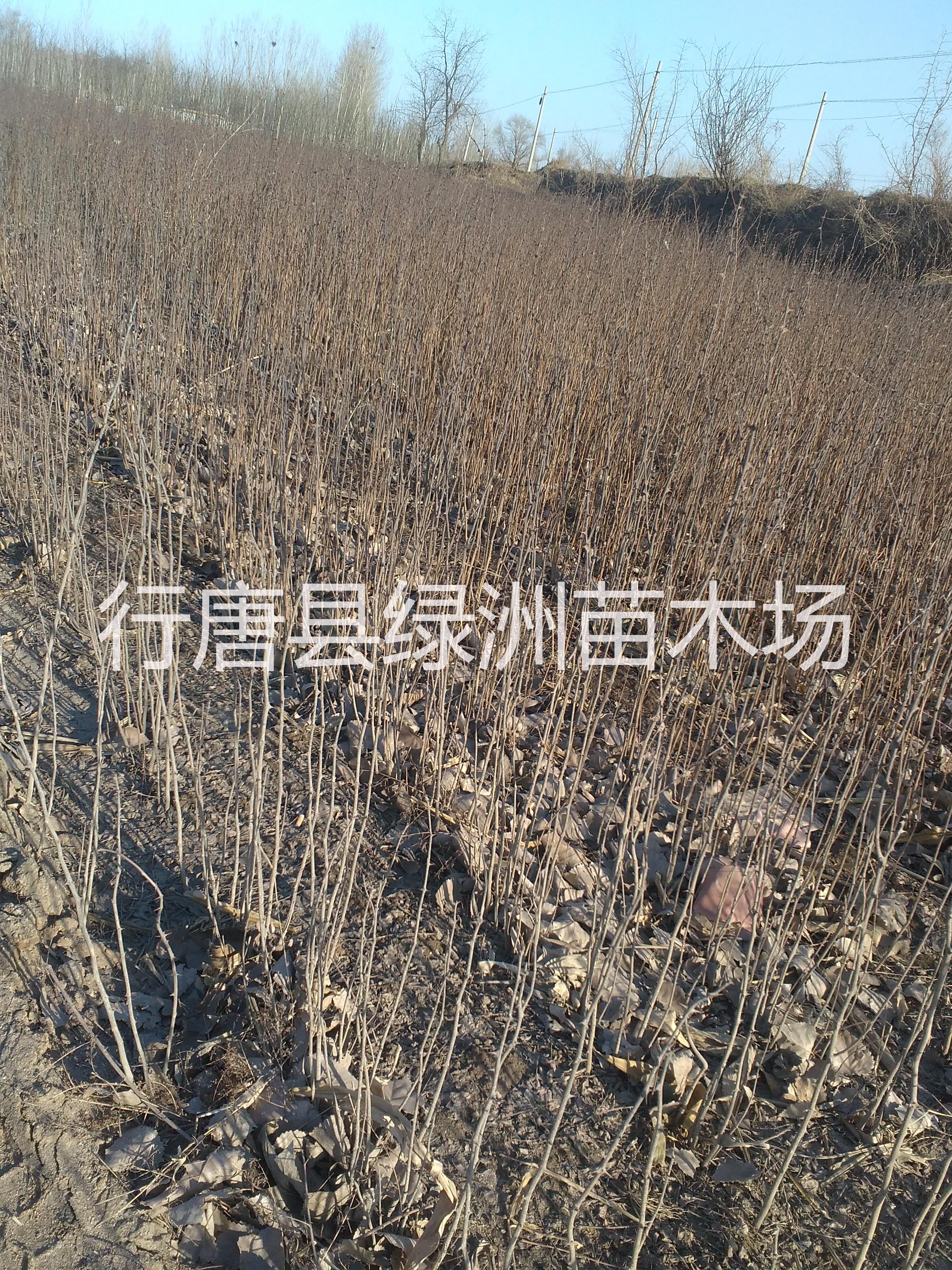 河北省果樹苗基地圖片/河北省果樹苗基地樣板圖 (1)