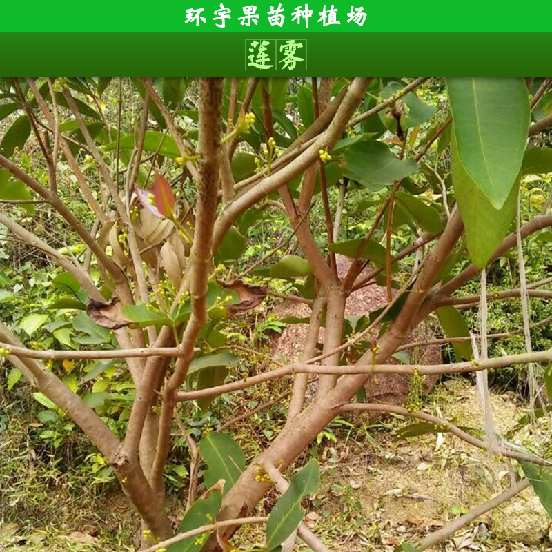 蓮霧圖片/蓮霧樣板圖 (3)