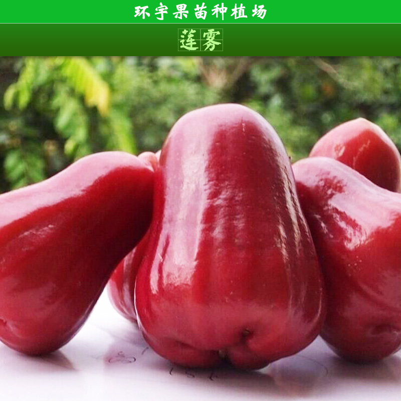 蓮霧圖片/蓮霧樣板圖 (1)