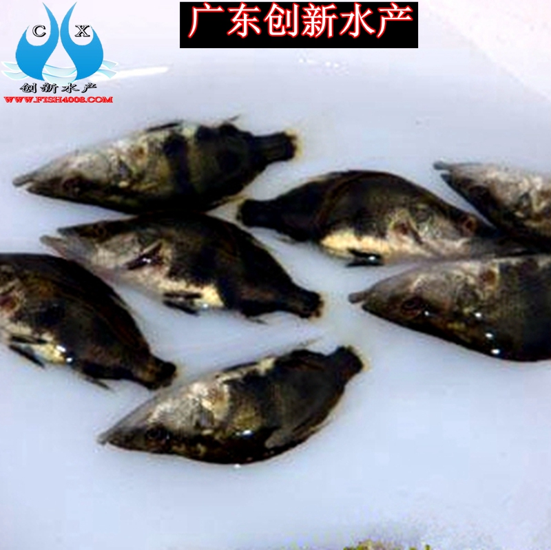 供應(yīng)用于養(yǎng)殖觀賞的廣東桂花魚苗批發(fā)【創(chuàng)新水產(chǎn)】