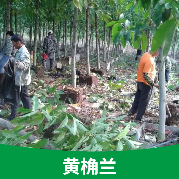黃桷蘭圖片/黃桷蘭樣板圖 (3)
