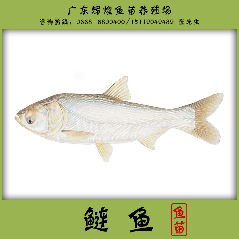鰱魚圖片/鰱魚樣板圖 (3)