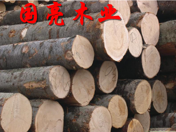 俄羅斯落葉松圖片/俄羅斯落葉松樣板圖 (3)