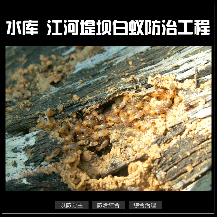 供應(yīng)獅山鎮(zhèn)白蟻防治多少錢，獅山白蟻蟲害防治有限公司，佛山白蟻防治找宏暉白蟻防治公司