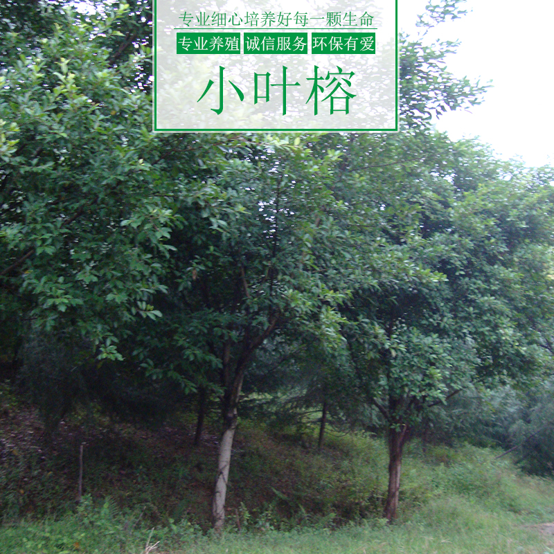 小葉榕樹圖片/小葉榕樹樣板圖 (3)