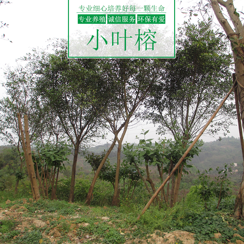 小葉榕樹圖片/小葉榕樹樣板圖 (2)