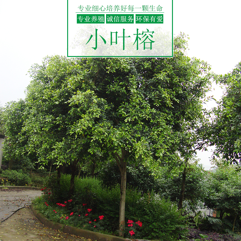 小葉榕樹圖片/小葉榕樹樣板圖 (1)