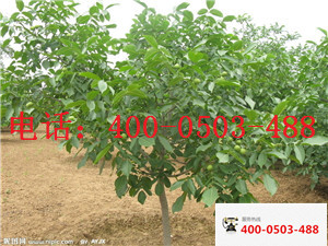 重慶武隆核桃苗圖片/重慶武隆核桃苗樣板圖 (2)