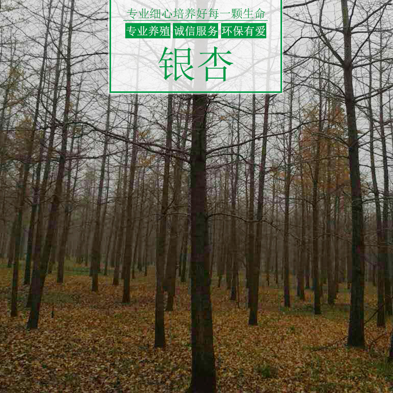 銀杏樹(shù)圖片/銀杏樹(shù)樣板圖 (4)