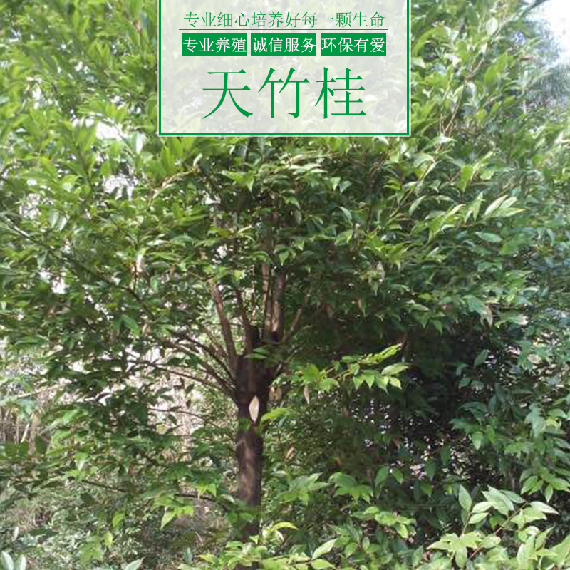 天竹桂樹(shù)圖片/天竹桂樹(shù)樣板圖 (1)