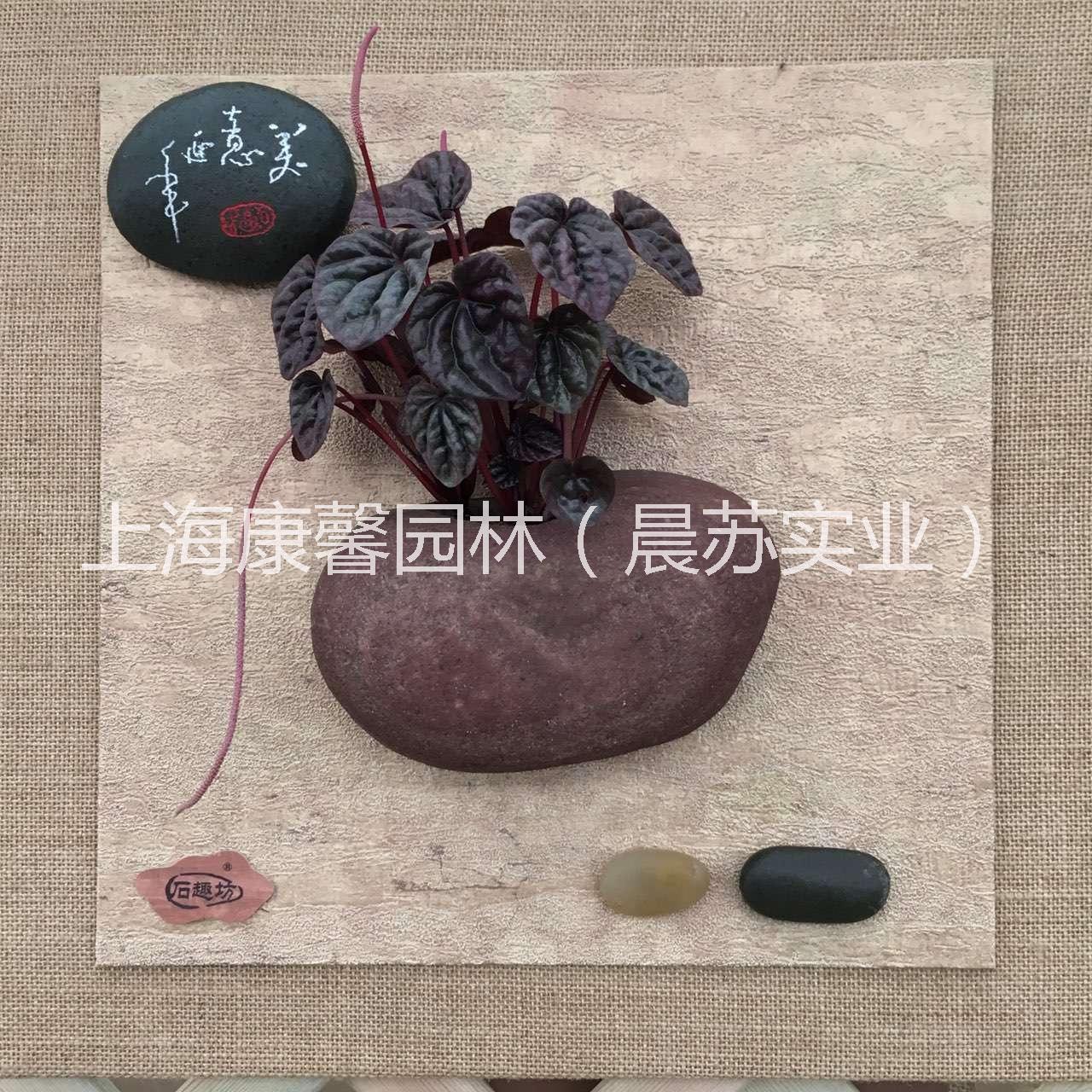 供應(yīng)上海壁掛式辦公室植物租賃，上海壁掛式辦公室植物租賃電話，上海壁掛式辦公室植物價格