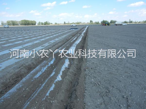 脫毒紅薯圖片/脫毒紅薯樣板圖 (4)