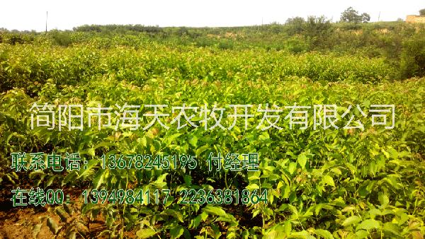 嫁接核桃苗圖片/嫁接核桃苗樣板圖 (4)