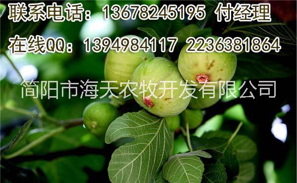 供應無花果苗，布蘭瑞克無花果苗，嫁接無花果苗，好吃的無花果品種