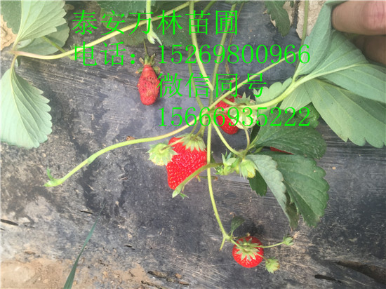 草莓苗圖片/草莓苗樣板圖 (4)
