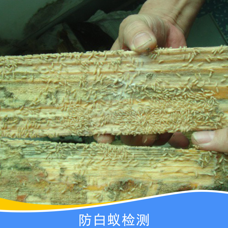 防白蟻檢測(cè)圖片/防白蟻檢測(cè)樣板圖 (2)