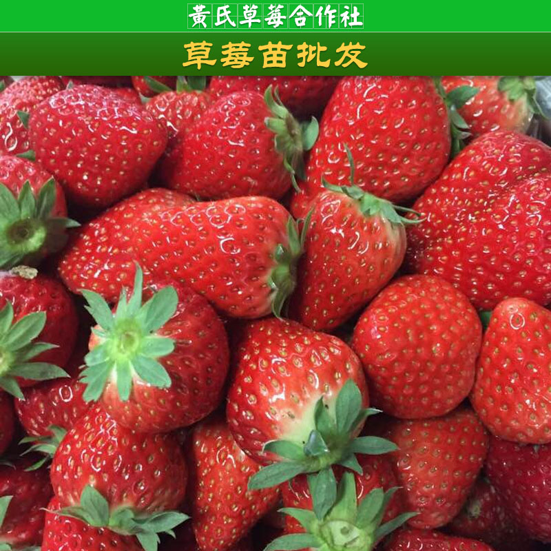 草莓苗圖片/草莓苗樣板圖 (2)