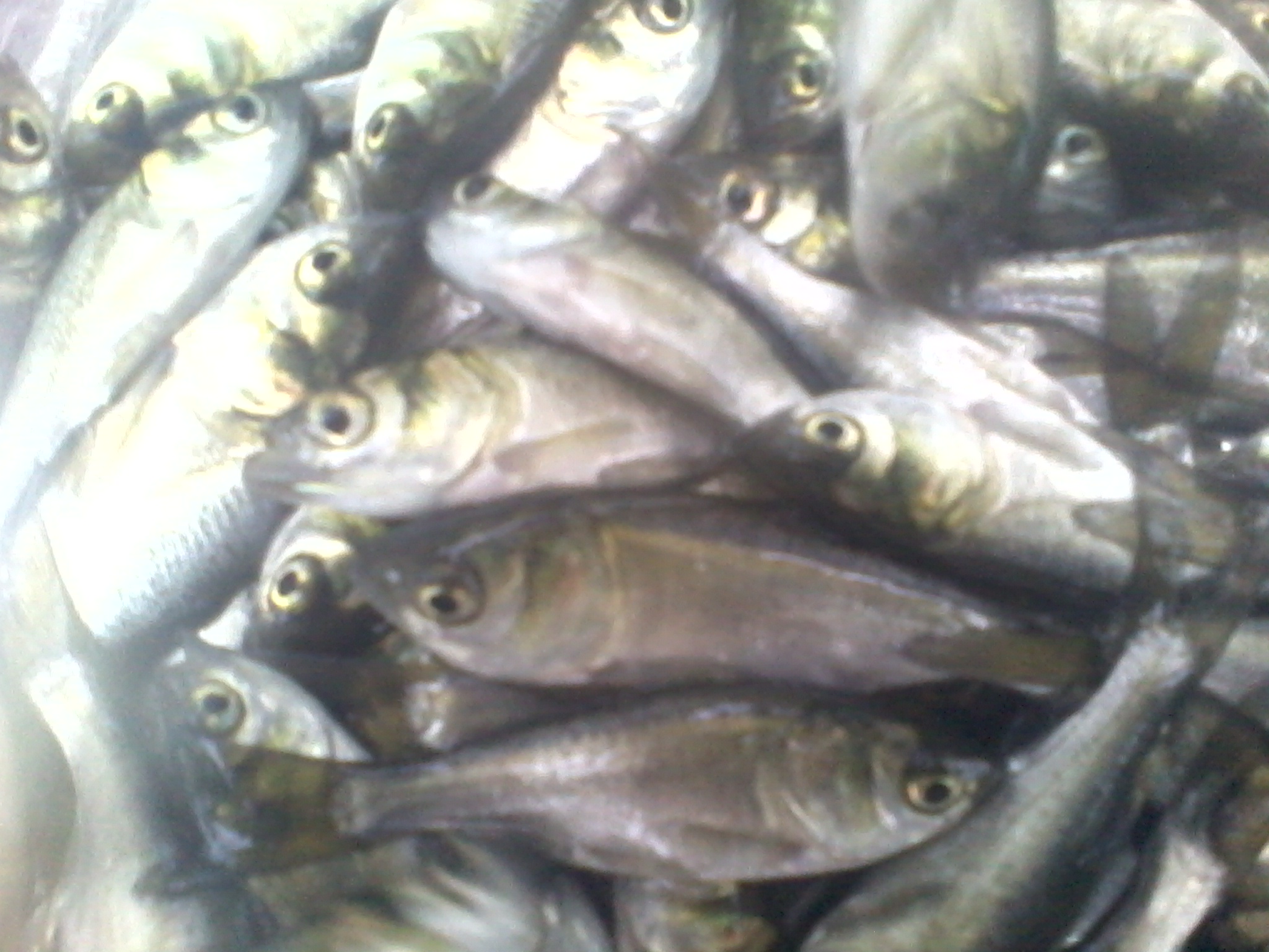 四大家魚苗價(jià)格批發(fā)大頭草魚鯪魚苗圖片/四大家魚苗價(jià)格批發(fā)大頭草魚鯪魚苗樣板圖 (3)