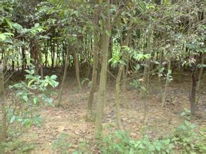 沉香苗圖片/沉香苗樣板圖 (3)