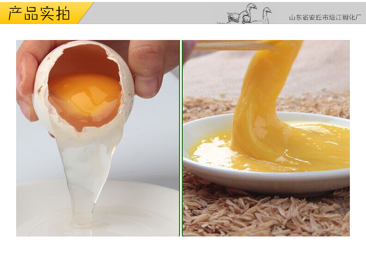 農家鵝蛋批發(fā)價格， 鵝蛋的功效與作用 濰坊鵝蛋報價