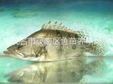 南方大口鯰魚苗圖片/南方大口鯰魚苗樣板圖 (4)