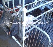 寧鄉(xiāng)花豬圖片/寧鄉(xiāng)花豬樣板圖 (2)